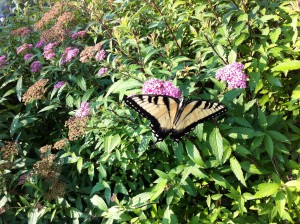 An Eastern Tiger Swallowtail lands for a visit to Crane